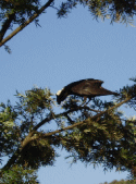 Ethiopian Thick-billed Raven